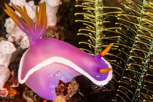 Hypselodoris apolegma. One of my favorite nudis. by Mehmet Salih Bilal 